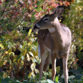 deer2.jpg
