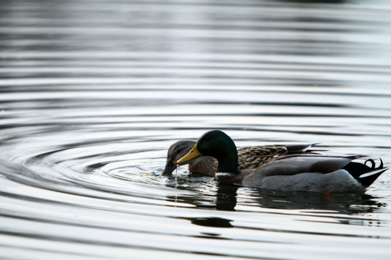 ducks1.jpg